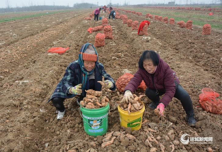 中药材喜获丰收 乡村振兴路上的“岐黄”力量